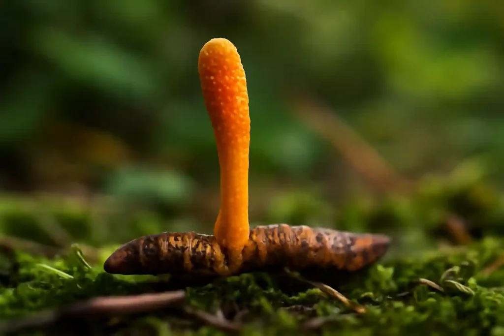 close-up image of Cordyceps mushrooms, showcasing their unique appearance in nature. This image highlights the Cordyceps fungus, commonly used in Cordyceps Mushroom Gummies for Energy Boost
