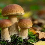 An exquisite close-up photograph captures a cluster of vibrant porcini mushrooms nestled among damp autumn leaves and moss on a forest floor, symbolizing the heart of the porcini mushroom season.