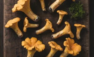 A close-up, overhead shot showcases a small pile of golden chanterelle mushrooms japan are known for, arranged artfully on a rustic wooden surface, evoking a sense of natural abundance.