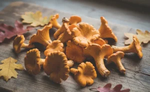 A beautifully arranged spread of fresh chanterelle mushrooms malaysia on a rustic wooden board, ready for culinary preparation.