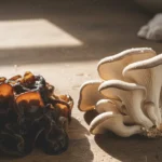 A culinary still life showcasing the distinct visual differences between wood ear mushroom vs oyster mushroom for easy identification.